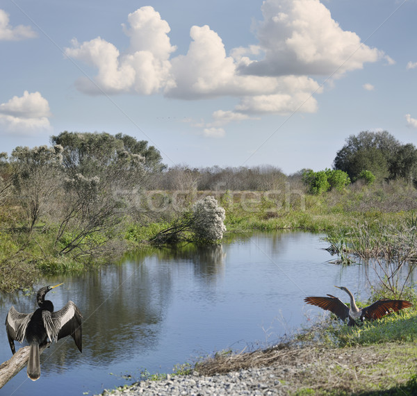 Florida Wetlands Stock photo © saddako2