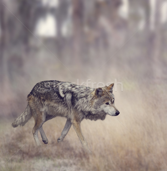 Grey Wolf (Canis lupus) Stock photo © saddako2