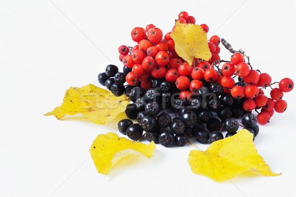ripe rowan berries  Stock photo © saharosa