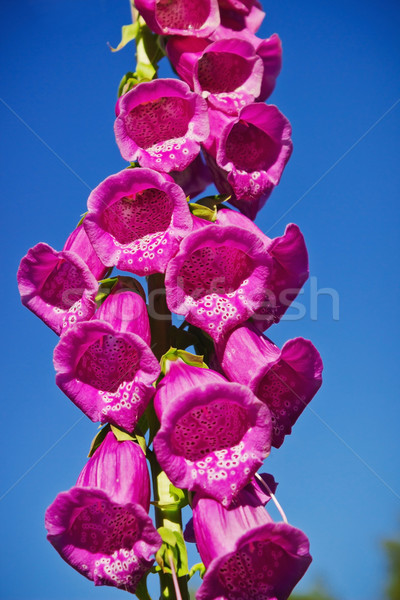  flower foxglove digitalis Stock photo © saharosa