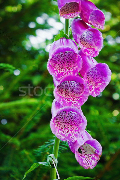 foxglove digitalis  Stock photo © saharosa