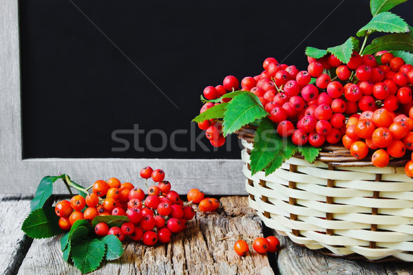 Stock photo: ripe red rowan branch in basket