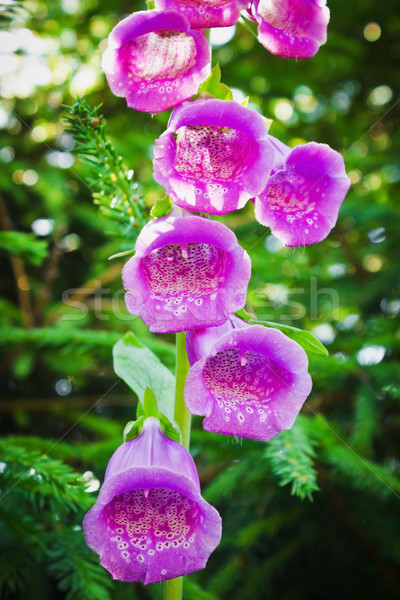 flower foxglove Stock photo © saharosa