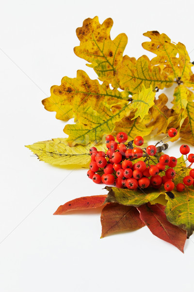 ripe rowan berries  Stock photo © saharosa