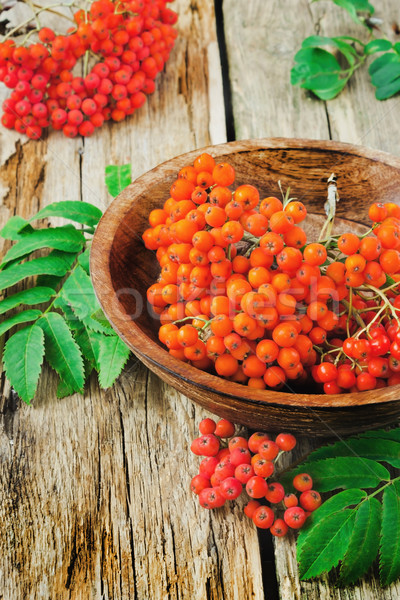 red rowan Stock photo © saharosa