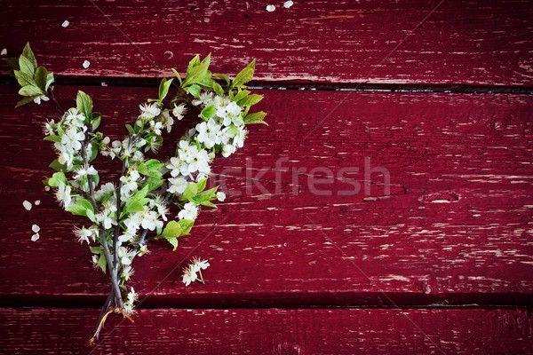 Stok fotoğraf: çiçekli · kiraz · şube · buket · ağaç