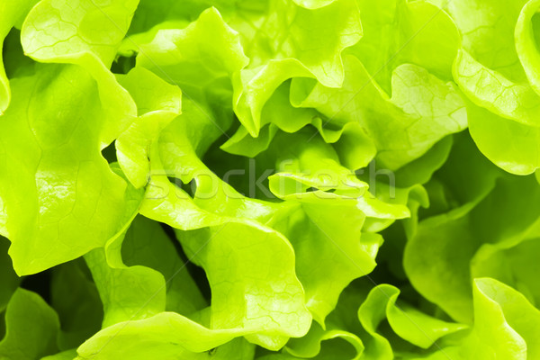 салата зеленый листьев свежие Салат продовольствие Сток-фото © sailorr