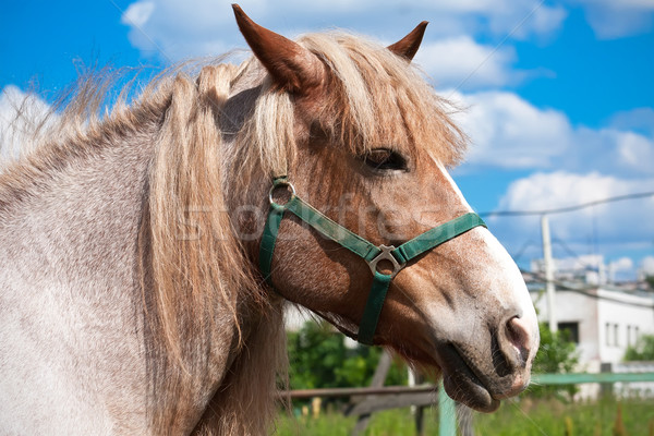 Stock photo: Horse