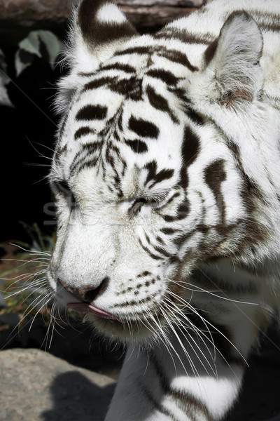 Biały Tygrys piękna portret Zdjęcia stock © sailorr