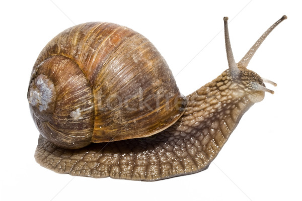 Stock photo: Snail