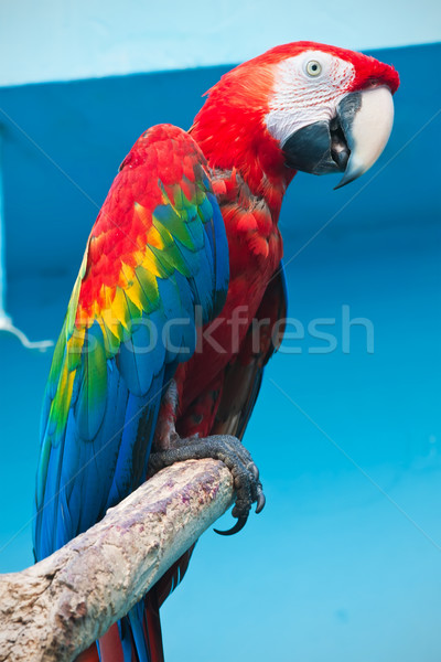 Papagal frumos fotografie tropical verde albastru Imagine de stoc © sailorr