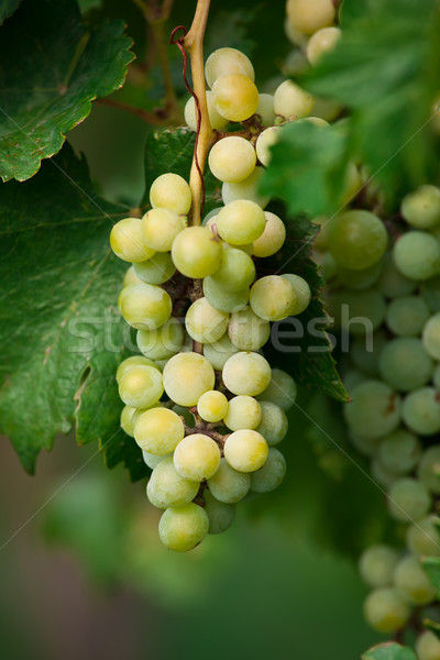 Szőlő érett zöld levelek szőlő fa gyümölcs Stock fotó © sailorr