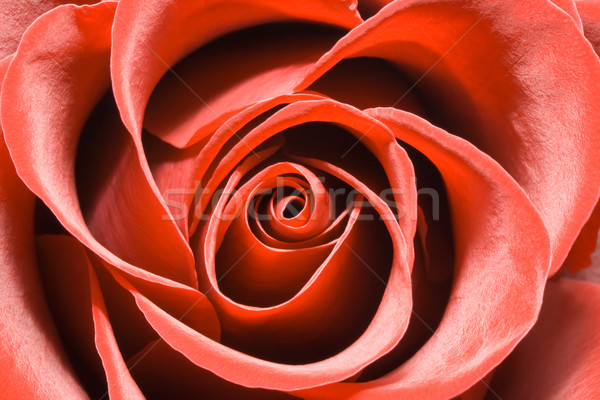 Red rose Stock photo © sailorr