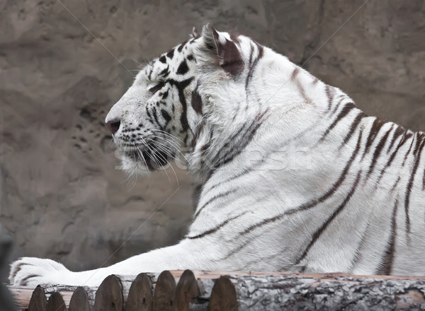 Stock foto: Weiß · Tiger · schönen · Porträt