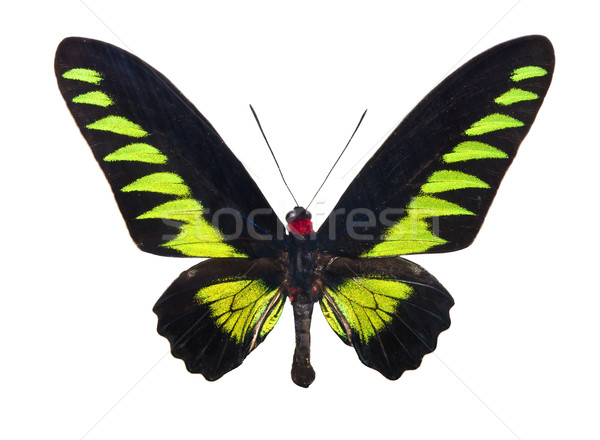 Butterfly Trogonoptera Brookiana Stock photo © sailorr