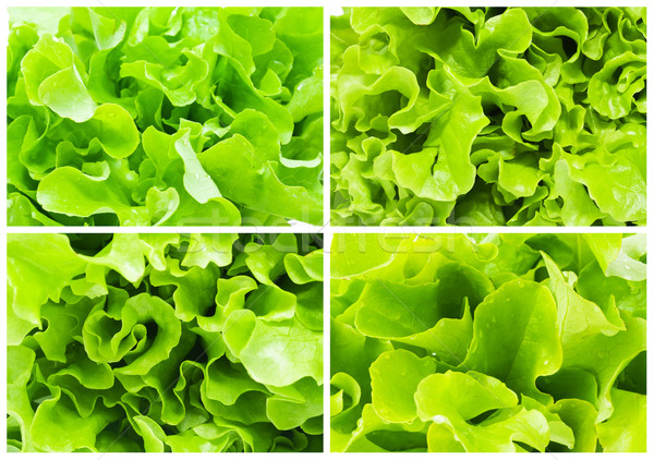 Lettuce Stock photo © sailorr