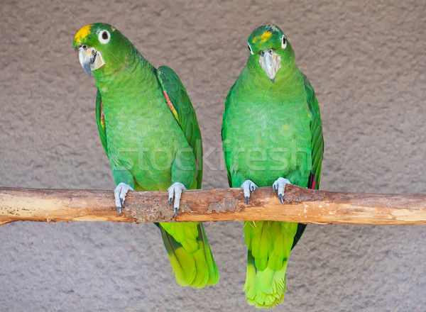 Papageien cute grünen Sitzung Holz Stick Stock foto © sailorr
