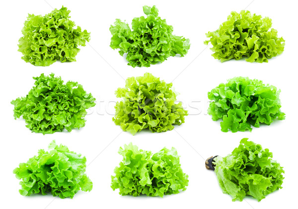 Lettuce Stock photo © sailorr