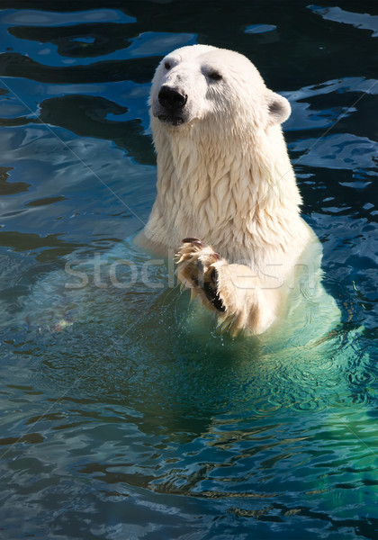 Stock fotó: Jegesmedve · szép · fotó · aranyos · fehér · természet