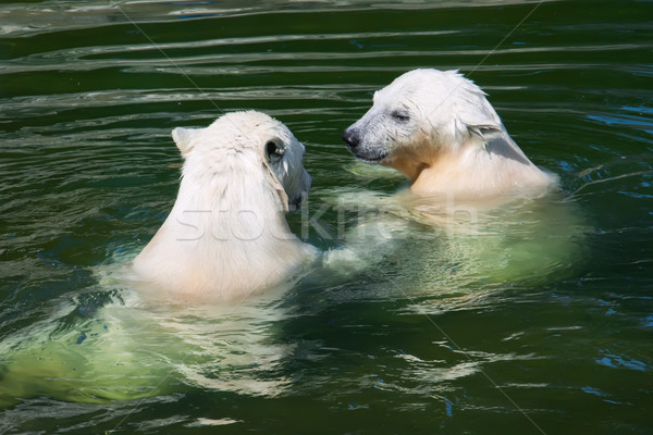 Urso polar bom foto bonitinho branco natureza Foto stock © sailorr