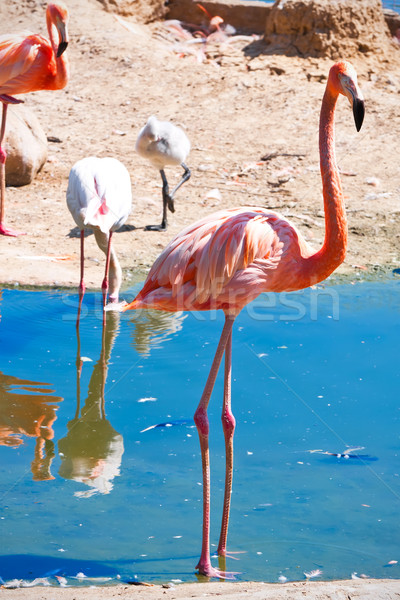 Flamingo güzel amerikan su hayvanat bahçesi göl Stok fotoğraf © sailorr