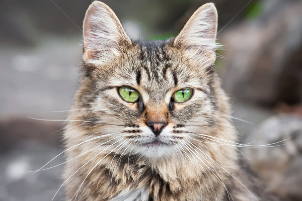Katze schönen Porträt grüne Augen Gesicht Stock foto © sailorr