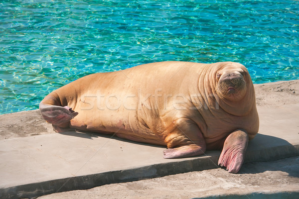 Walrus vet zwaar zee zoogdier dierentuin Stockfoto © sailorr