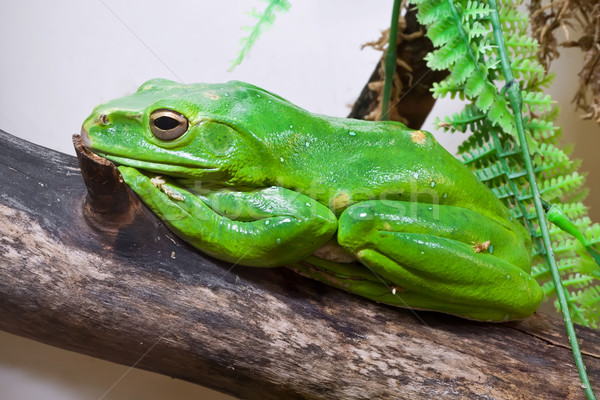 Chinese flying frog Stock photo © sailorr