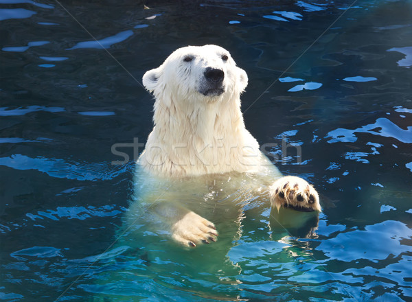 Stock fotó: Jegesmedve · szép · fotó · aranyos · fehér · természet