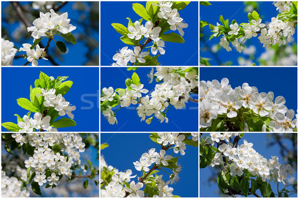 [[stock_photo]]: Pomme · fleurs · belle · printemps · fleur · cerise