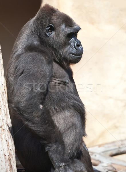 Gorila agradable foto negro África zoológico Foto stock © sailorr
