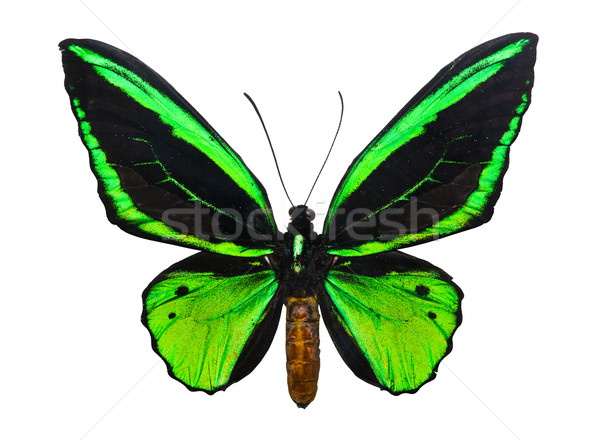 Butterfly Ornithoptera priamus Stock photo © sailorr