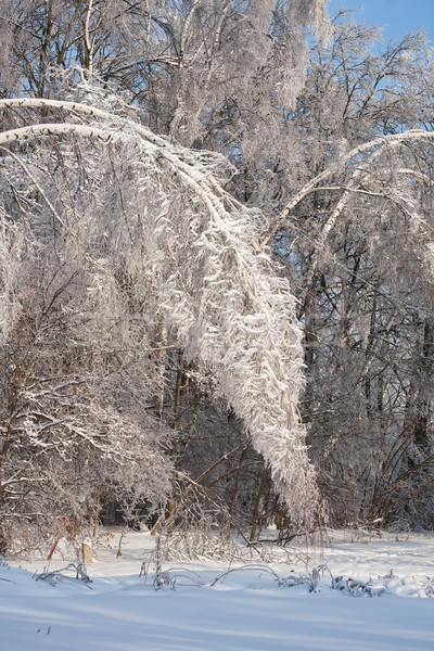 Kış orman güzel fotoğraf kapalı beyaz Stok fotoğraf © sailorr