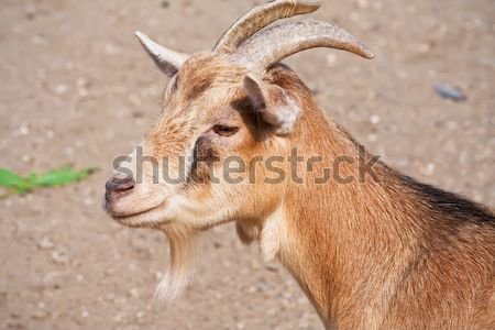 Goat Stock photo © sailorr