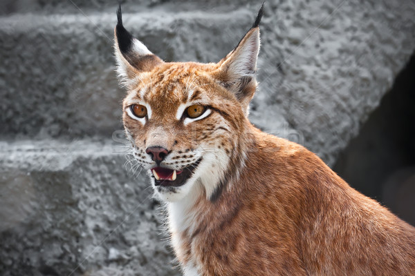 Stockfoto: Lynx · mooie · foto · bevallig · grote · kat · boom