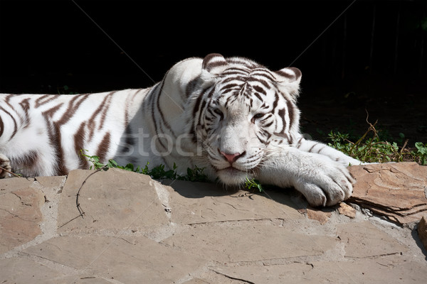 Biały Tygrys piękna portret Zdjęcia stock © sailorr