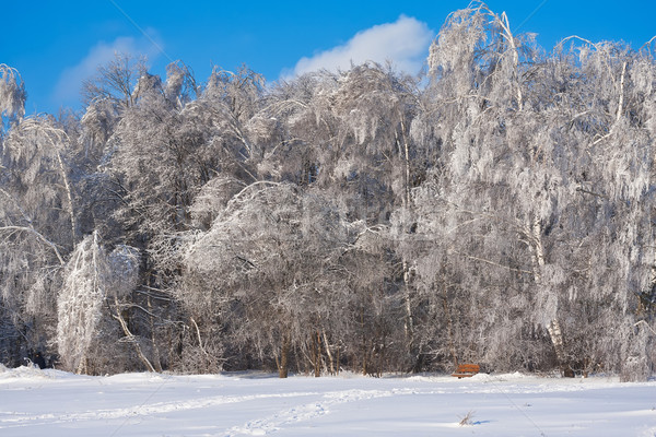 Invierno forestales agradable foto cubierto blanco Foto stock © sailorr