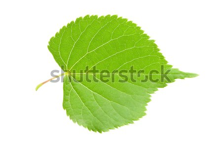 Green leaf Stock photo © sailorr