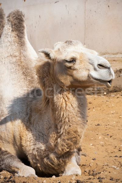 Kamel nice Foto groß Wüste Stock foto © sailorr