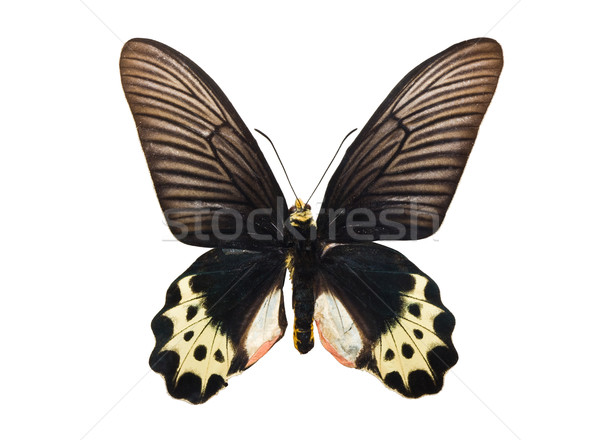 Butterfly Atrophaneura priapus Stock photo © sailorr