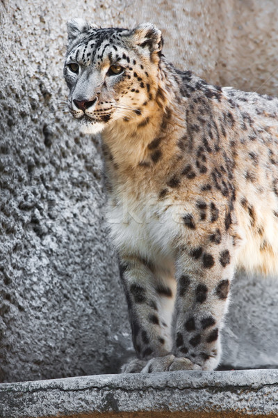 Schnee Leoparden schönen Foto selten Stock foto © sailorr