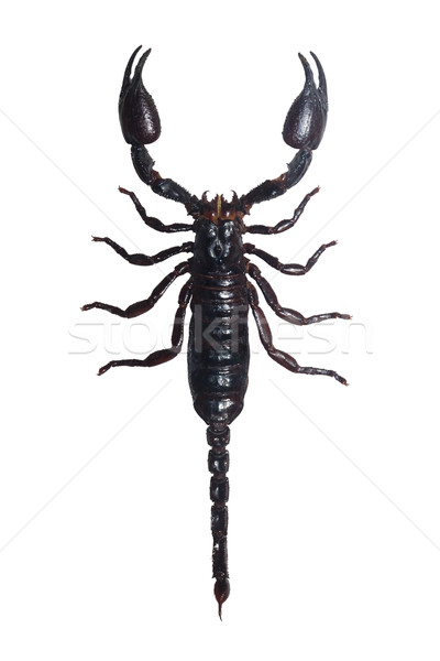 скорпион красивой макроса фото большой черный Сток-фото © sailorr