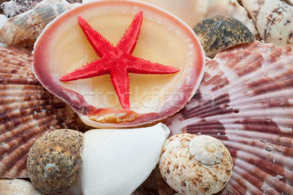 Stock photo: Seashells