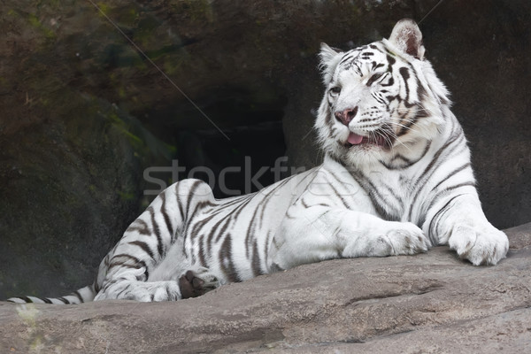Fehér tigris gyönyörű közelkép portré fenséges Stock fotó © sailorr