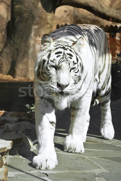 Fehér tigris gyönyörű közelkép portré fenséges Stock fotó © sailorr