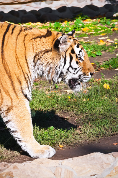 Tigru grădină zoologică pisică cap Imagine de stoc © sailorr