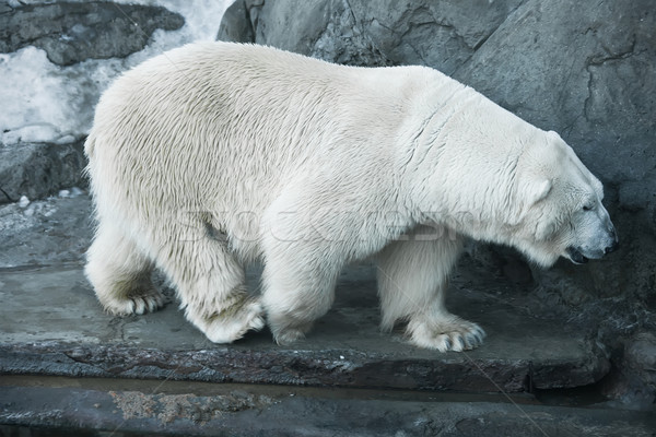Urso polar bom foto bonitinho branco natureza Foto stock © sailorr