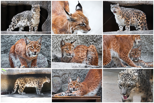 Lynx and Snow Leopard Stock photo © sailorr