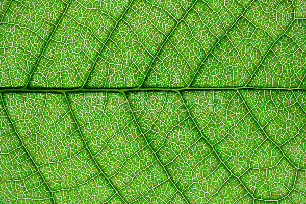 зеленый лист Nice макроса фото большой лист Сток-фото © sailorr