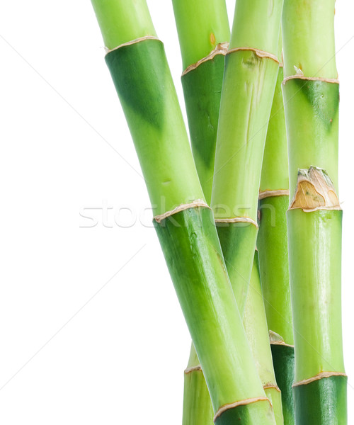 Foto d'archivio: Bambù · verde · isolato · bianco · natura · tropicali